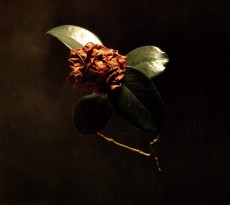 CD / St.Paul & The Broken Bon / Young Sick Camellia / Digisleeve