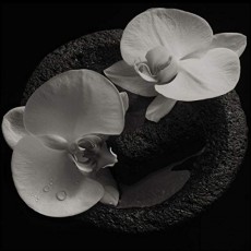 LP / Patton Mike & Jean-Claude Vannier / Corpse Flower / Vinyl