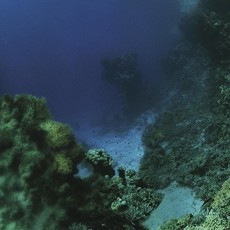 LP / Tiny Fingers / Fall / Vinyl