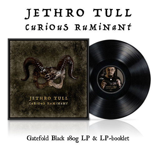 LP / Jethro Tull / Curious Ruminant / Vinyl