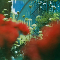 LPPulled Apart By Horses / Haze / Vinyl