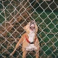 LPKnocked Loose / Pop Culture / Black Red & Orange / Vinyl