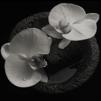 CDPatton Mike & Jean-Claude Vannier / Corpse Flow. / Digisleeve