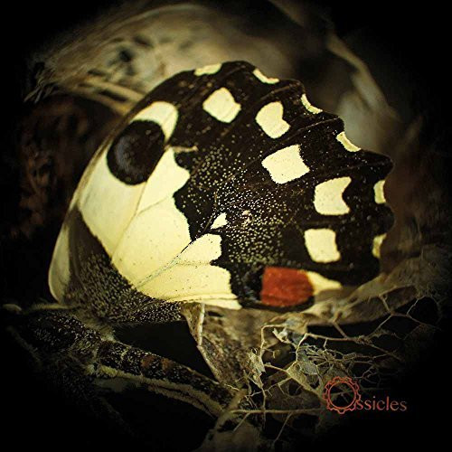 CD / Ossicles / Music For Wastelands / Digipack