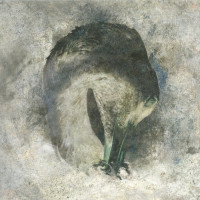 CDSuma / Ashes