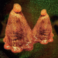 CDBlack To Comm / Oocyte Oil & Stolen Androgens
