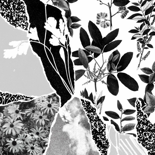 LP / Ponctuation / Mon Herbier Du Monde Entier / Vinyl