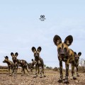 LPBalthazar / Fever / Vinyl