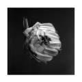 CDSwarm Of The Sun / An Empire