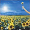 CDStone Temple Pilots / Thank You / Greatest Hits